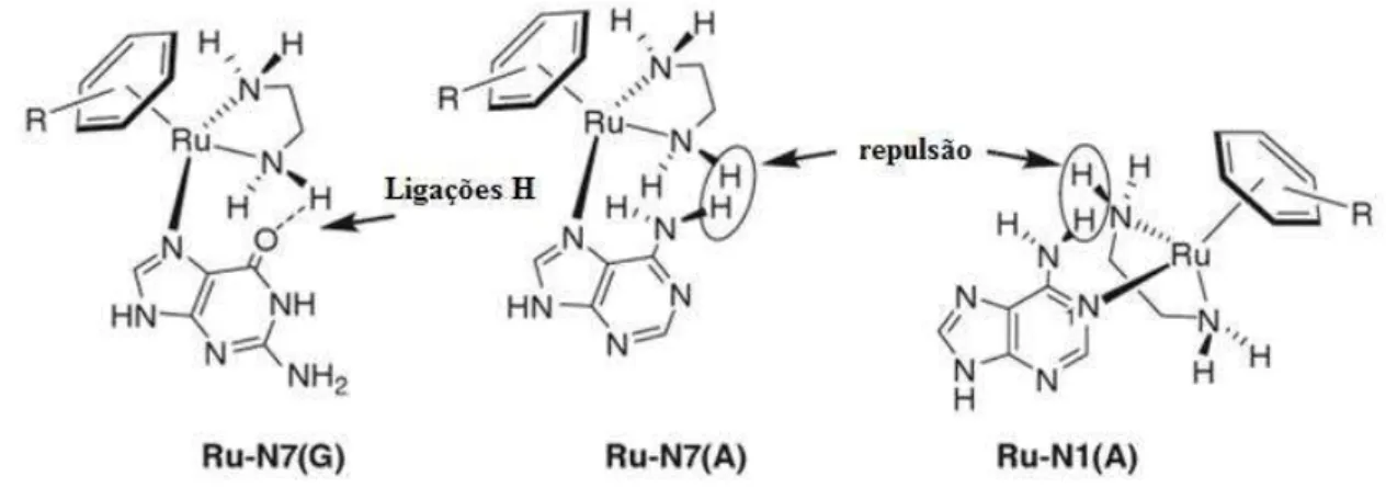 Figura  1.12:  Interação  entre  adutos  de  guanina  (G)  e  adenina  (A)  com  um  complexo anticancerígeno de Ru-areno 