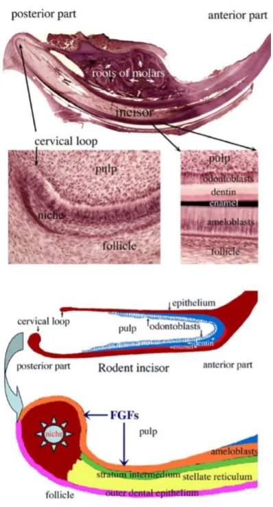 Ilustração  4-  Cortes  histológicos  e  representação  esquemática  de  um  incisivo  mandibular  de  um  roedor  (adaptado de Bluteau et al., 2008) 