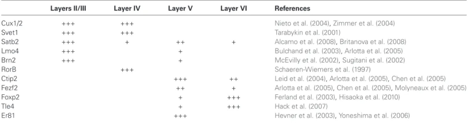 Table 1 | Relative expression of transcription factors in neurons of different neocortical layers