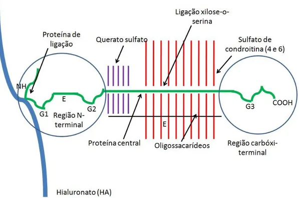 Figura 2 - Estrutura do proteoglicano.  