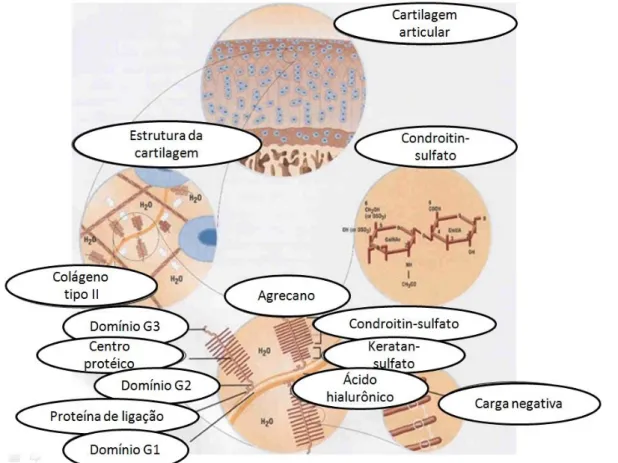 Figura 3 - Visão macroscópica e microscópica da matriz cartilaginosa.