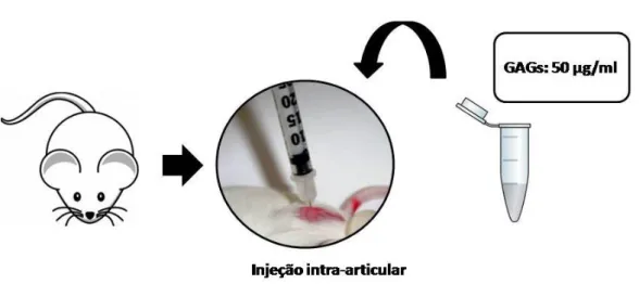 Figura 8  –  Injeção intra-articular de GAGs em camundongos naive.Fonte:Próprio  autor