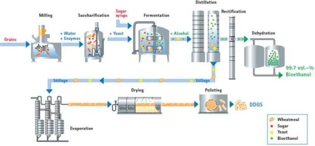 Figura 1  – Diagrama esquemático do processo de produção de etanol e DDGS a partir  de grãos e melaço  