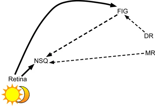 Figura  2:  Representação  esquemática  simplificada  das  vias  sincronizadoras.  Adaptado  de  Samuels  et  al