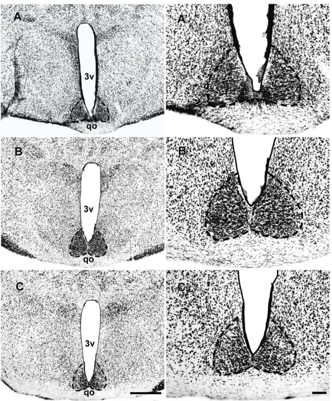 Figura 9: Fotomicrografias em campo claro de secções coronais do encéfalo do A.  planirostris  nos níveis rostral (A), médio (B) e caudal (C), mostrando a citoarquitetura  do  NSQ  pelo  método  de  Nissl