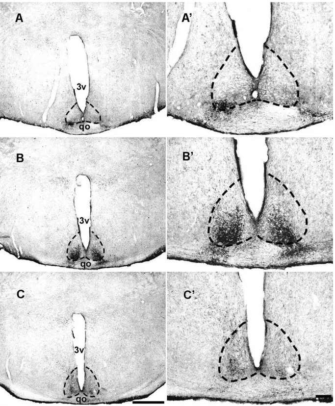 Figura 10: Fotomicrografias em campo claro de secções coronais do encéfalo do A.  planirostris  nos níveis rostral (A), médio (B) e caudal (C), mostrando a distribuição de  terminais retinianos im unorreativos a Ctb no NSQ