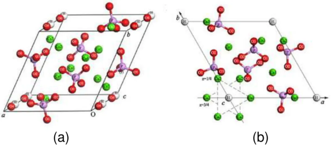 Figura 1. Representação da cela unitária da Hidroxiapatita: (a) vista lateral e (b)  vista superior: verde Ca 2+ , violeta P 5+ , vermelho O 2-  e branco H 1+   [26]