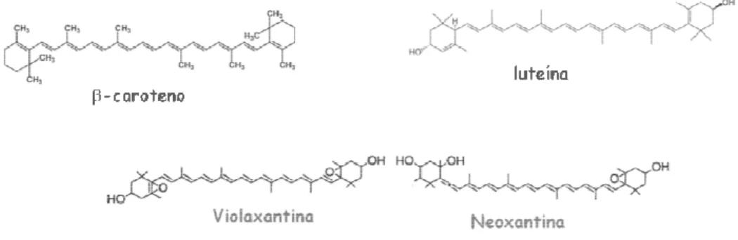 Figura 6- Principais carotenóides pre