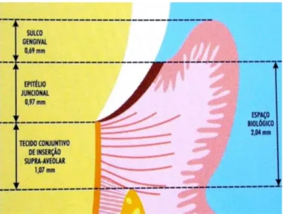 Figura 7- Desenho esquemático da anatomia periodontal   