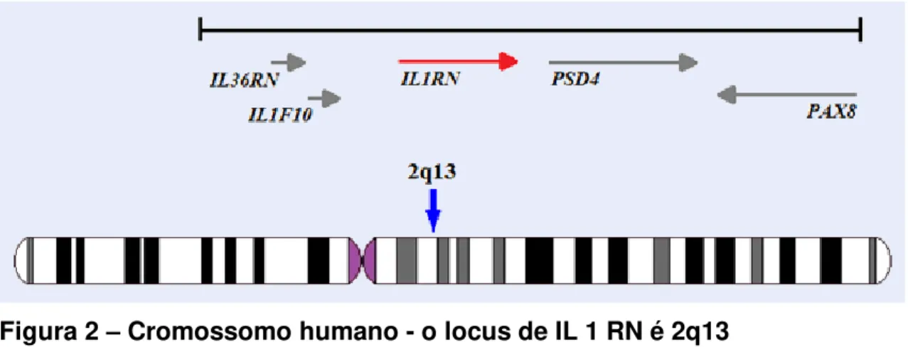 Figura 2  –  Cromossomo humano - o locus de IL 1 RN é 2q13 