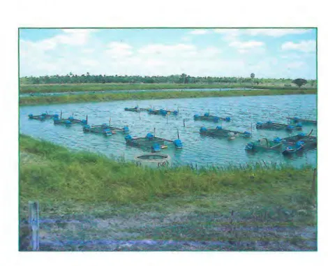 Figura 03.  Viveiro de descanso de matrizes em tanques-rede utilizado na  Fazenda Campo Limpo em Jaguaruana — Ceará.