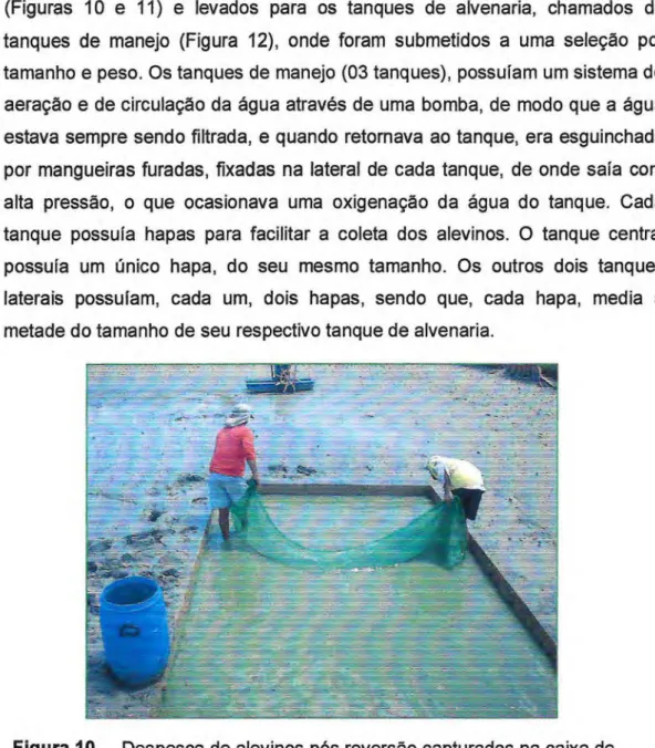 Figura 10  Despesca de alevinos pós reversão capturados na caixa de  coleta do viveiro de reversão sexual na Fazenda Campo Limpo  em Jaguaruana - Ceará