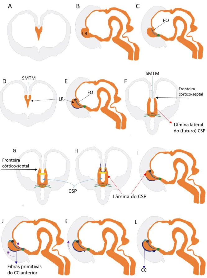 Figura 4: Embriologia da formação do corpo caloso e Cavum Septum Pellucidum 