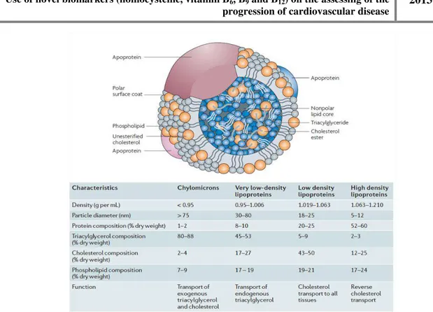 Figure 3 - General Structure and physical proprieties of human plasma lipoproteins. Adapted from Wasan et al [22].