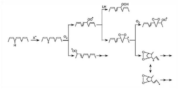 Figure 6 – Pathways of free radical-mediated lipid peroxidation. Legend:   X . | Free radical specie ; LH| Polyunsatured lipids