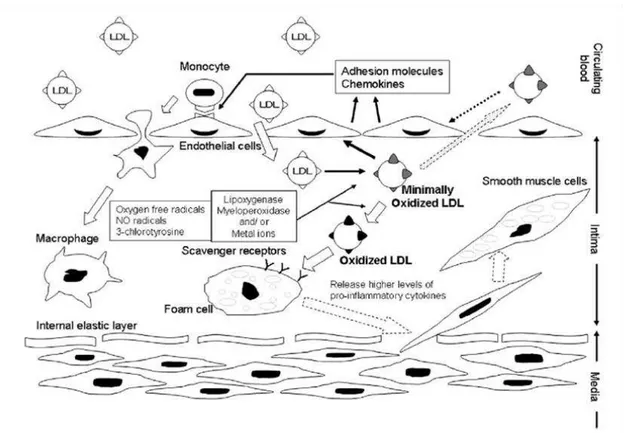 Figure 7 - Mechanism of LDL oxidation and atherogenic effects. Image obtained from Yoshida et al [29] .