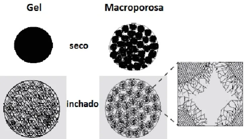 Figura 1.9 - Representação dos dois tipos de estrutura de resinas (gel e macroporosa) em dois  estados (seco e inchado) (adaptado de Jeřábek, 2013)