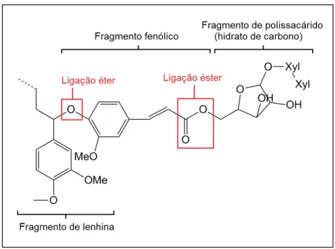 Figura 4 - Complexo lenhina/fenólico-hidrato de carbono. Adaptado de [14], revisto por [15]