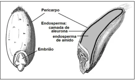 Figura 5 – Anatomia de um grão de cereal, com realce para o pericarpo, endosperma e embrião