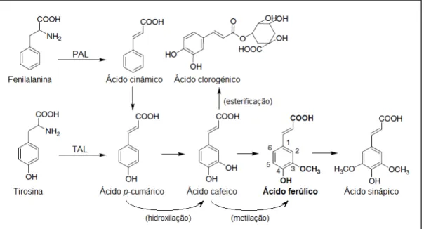 Figura  8  –  Biossíntese  de  ácidos  hidroxicinâmicos  a  partir  dos  aminoácidos  fenilalanina  e  tirosina  em  plantas