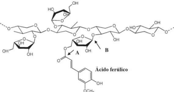 Figura 14 - Estrutura do ácido ferúlico esterificado à unidade de arabinose do arabinoxilano