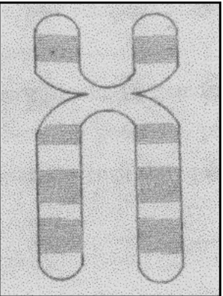 Figura 08: Desenho de um cromossomo 21. 