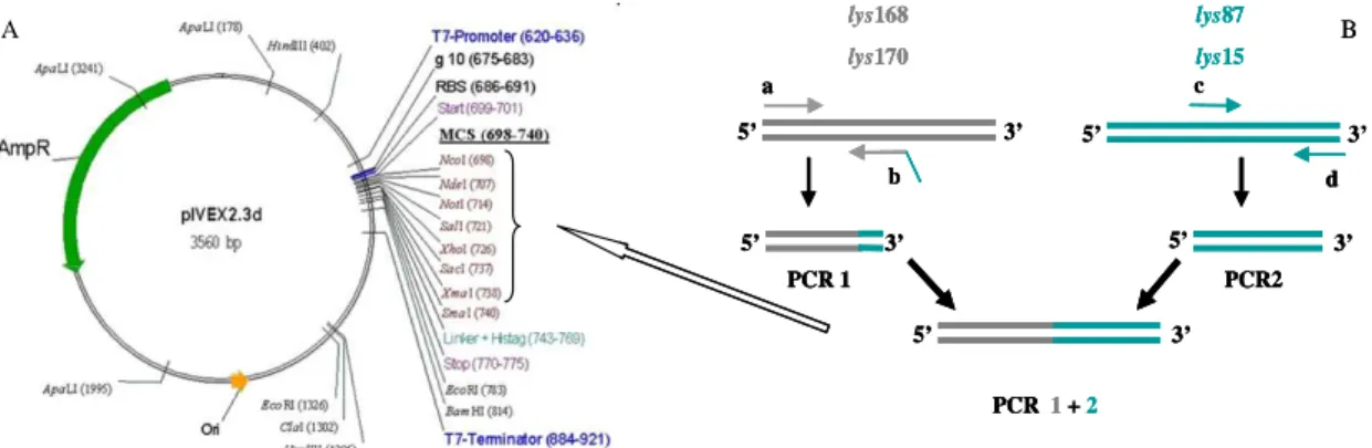 Fig.  2.2  Construção  das  lisinas  quiméricas.  (A)  Mapa  do  vector  pIVEX2.3d.  (B)  Representação  esquemática do OE-PCR,  de modo a obter o produto codificante de 87,  Lys170-87,   Lys168-15  e  Lys170-Lys168-15