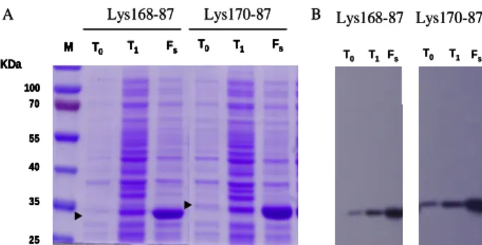 Figura  3.4  Análise  da  produção  de  Lys168-87  e  Lys170-87,  por  SDS-PAGE  após  coloração  com  Coomassie  blue  (A)  e  por  Western  Blot  usando  o  anticorpo  anti-His6  (B)