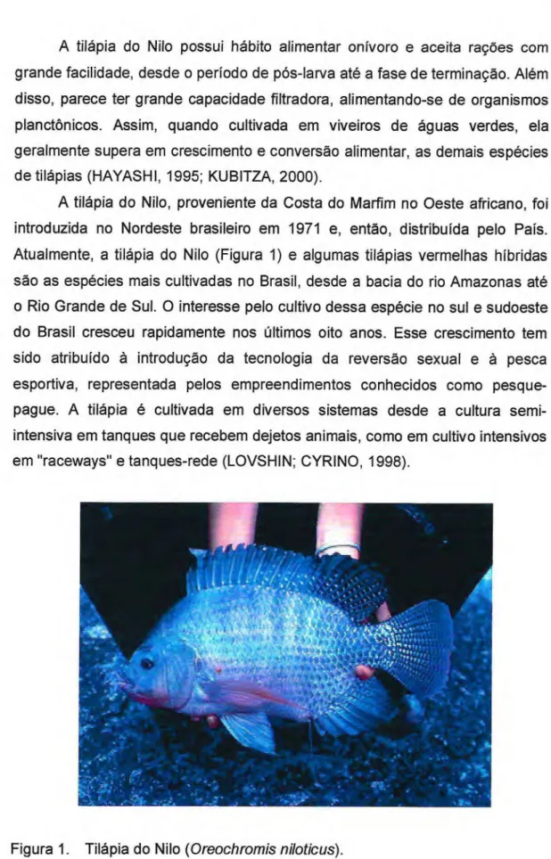 Figura 1. Tilápia do Nilo (Oreochromis niloticus). 