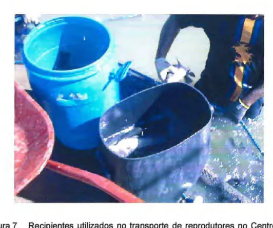Figura 7. Recipientes utilizados no transporte de reprodutores no Centro de  Pesquisas em Aqüicultura Rodolpho von Ihering, Pentecoste,  Ceará