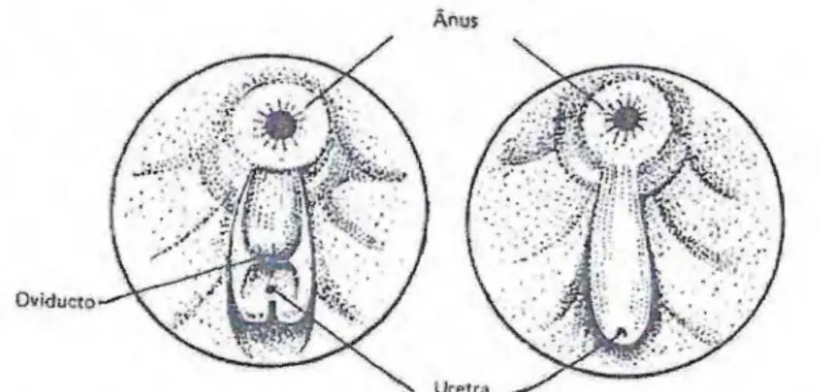 Figura 3. Dimorfismo sexual: esquerda papila urogenital feminina e a da direita  masculina