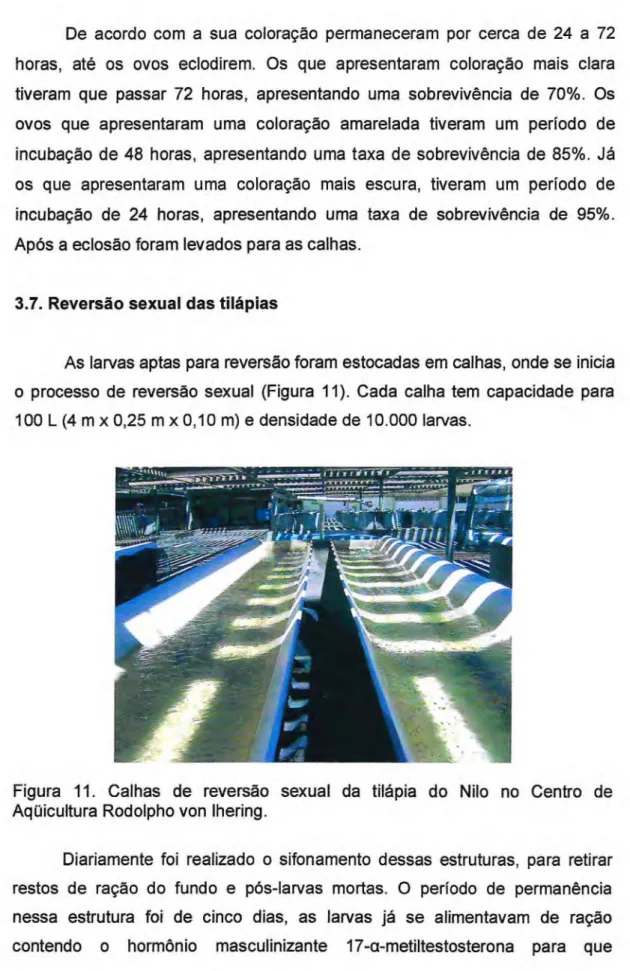 Figura 11. Calhas de reversão sexual da tilápia do Nilo no Centro de  Aqüicultura Rodolpho von lhering