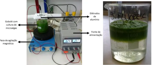 Fig. 11 – Início da eletrocoagulação de N. oleoabundans e respetivo sistema de eletrocoagulação  (figura da esquerda.) e N
