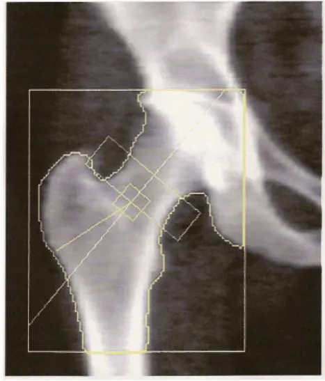 Fig. 6 -  Lugares anatómicos estudiados 