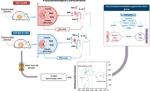Figure 6.  Summary of the key findings related to Gingerols activity on septic AKI and metabolic description