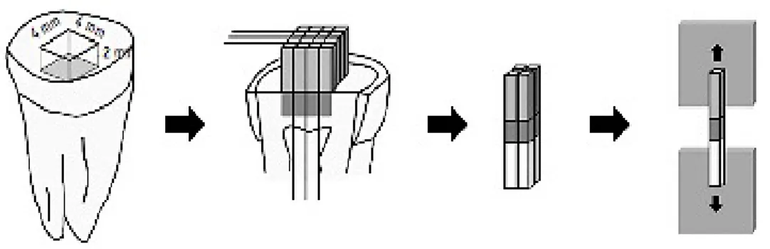 Figura 10- Preparação das amostras para o teste de microtração (µTBS) (Adaptado de Chang &amp; 