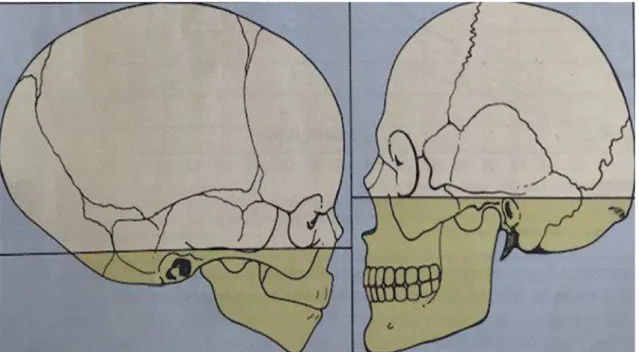 Figura 1: Alterações do crânio e da face durante o crescimento, comparado ao nascimento e durante a  fase adulta (adaptado de Proffit &amp; Fields Jr., 2007)