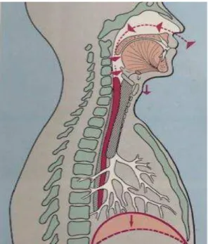 Figura 2: Trajeto da respiração nasal durante a inspiração; deslocamento da laringe e do diafragma para  baixo