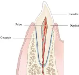 Figura 1 - Corte transversal de um dente anterior e dos seus tecidos circundantes. 