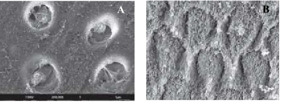 Figura  5  -  Imagens  obtidas  com  microscópio  FESEM  para  observar  as  superfícies  dentárias  após  o  condicionamento  com  ácido  ortofosfórico  a  35%