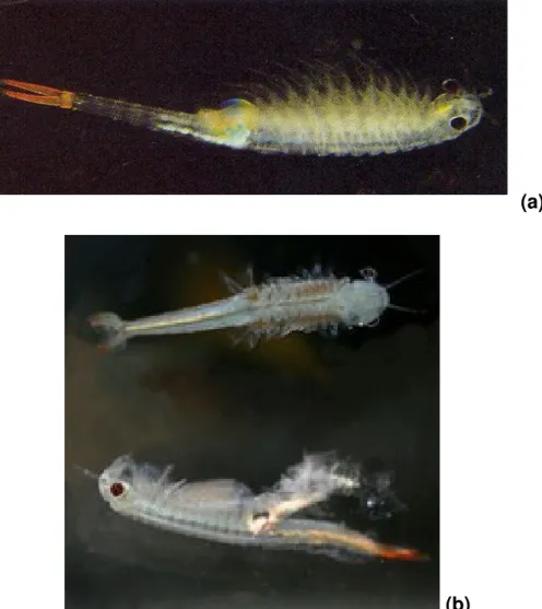 Figura 1. (a) Aspecto geral de uma fêmea do anostráceo Dendrocephalus  brasiliensis (modificado de BRUSCA &amp; BRUSCA, 2003)