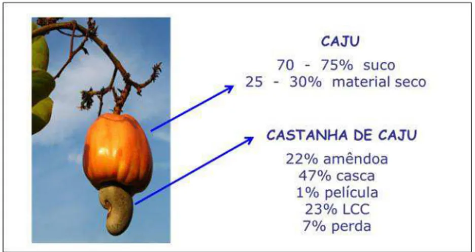 Figura 4  –  Anatomia da castanha de Caju  Fonte: arquivos da empresa 