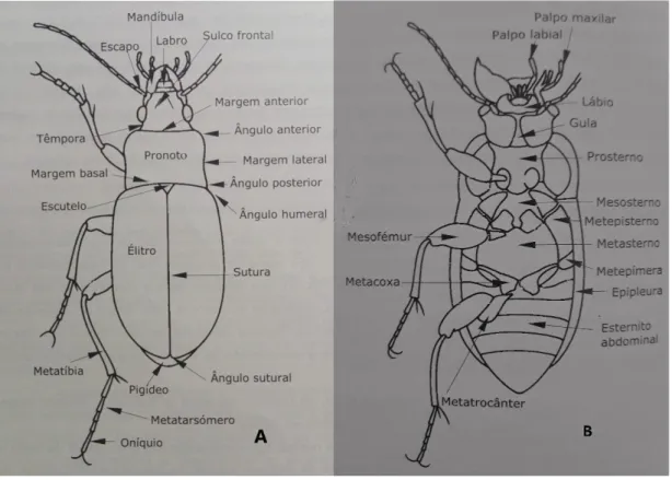 Figura 1  – Vista dorsal (A) e ventral (B) de um carabídeo adulto, destacando algumas estruturas com  interesse taxonómico