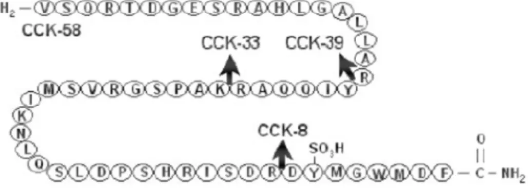Figura 03 Sequência aminoacídica do peptídeo colecistocinina (CCK).
