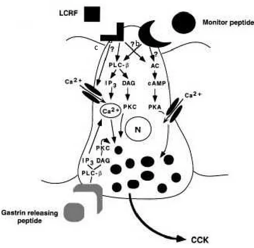 Figura 04 Modelo de sinalização intracelular de secreção de colecistocinina (CCK).