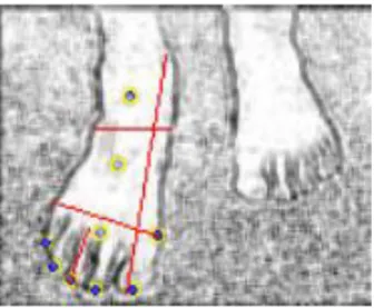 Figura 3: Medidas de interesse do pé. 