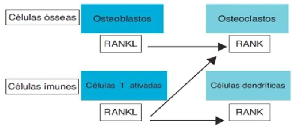 Figura 3 - Osteoimunologia: a interface entre osso e sistema imune. RANKL - ligante do recetor ativador  do fator nuclear kappa Beta, RANK - recetor ativador do fator nuclear kappa Beta (Pereira et al., 2011).