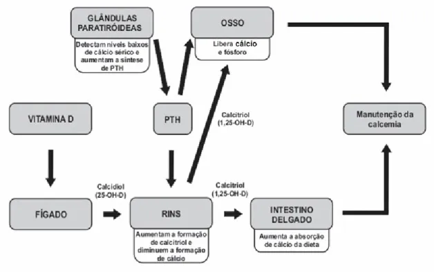 Figura  10  –  Regulação  do  metabolismo  fosfocálcico  pela  PTH  e  pela  vitamina  D  (adaptado  de  Neyro  Bilbao, J