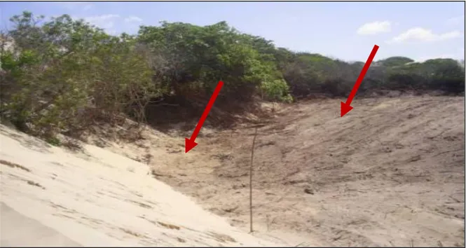 Figura 11 - Contato entre duna fixa desmatada (lado direito) e aterro (lado esquerdo) sobre  área anteriormente vegetada para a abertura de vias de acesso sobre o campo de dunas da   Taíba, Ceará