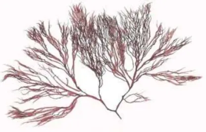 Figura 04  –  Alga marinha vermelha Solieria filiformis. 